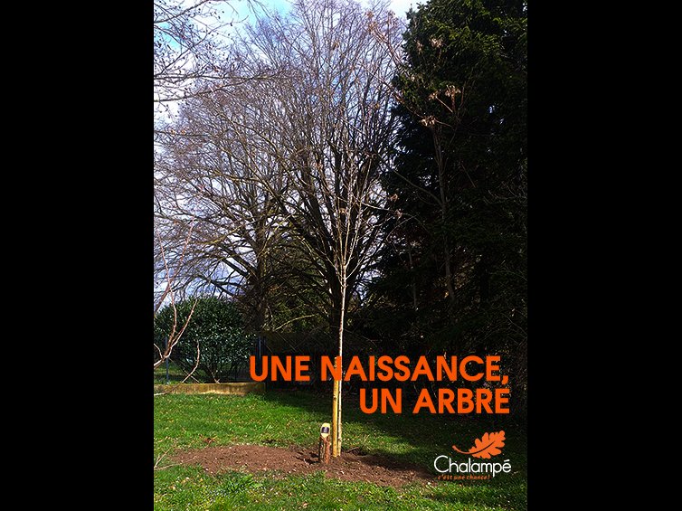 UNE NAISSANCE UN ARBRE Mairie de Chalampé